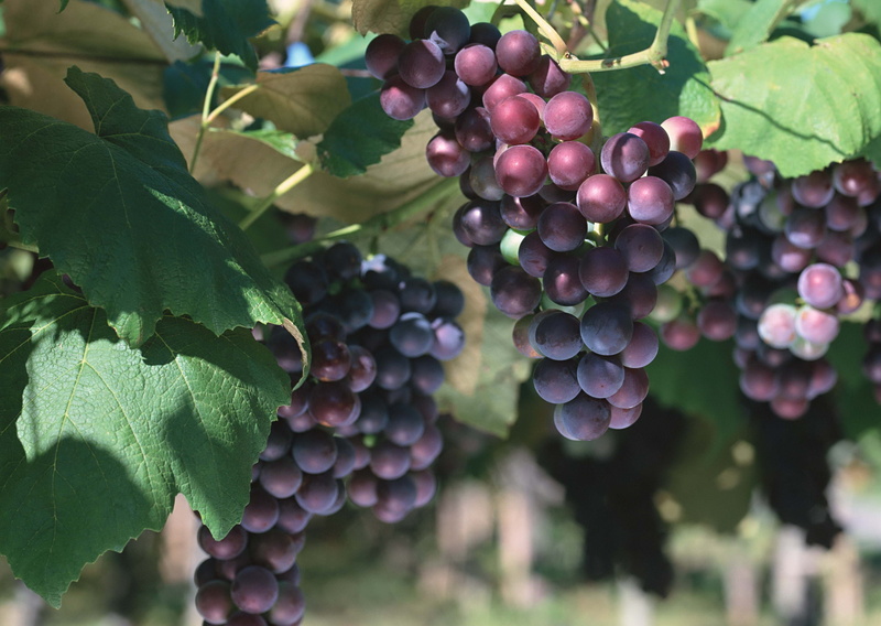 outdoors, season, vineyard, red, wine, purple, 2K, harvesting, plant, agriculture, blue, winemaking, farm, organic, berry Fruit, wellbeing, no People