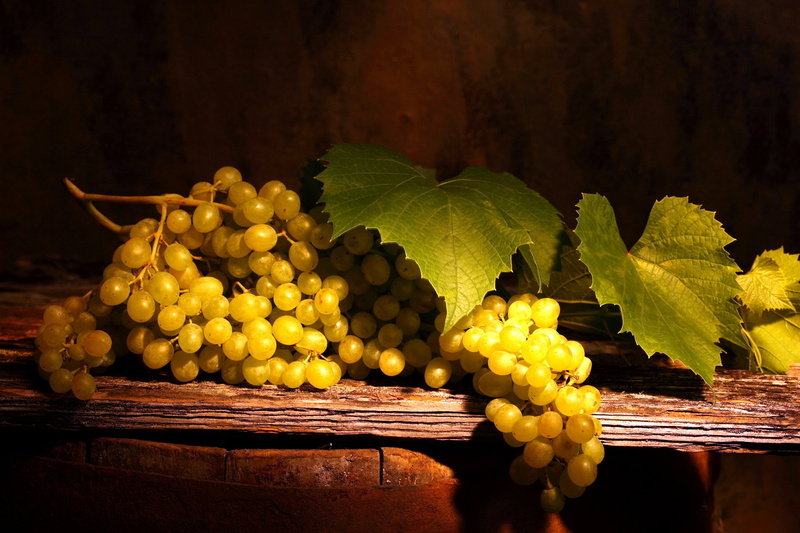 leaves, harvesting, red, wine, yellow, still life, wellbeing, 2K, food and drink, growth, ripe, bunch, grape, vineyard, winemaking, branch, freshness