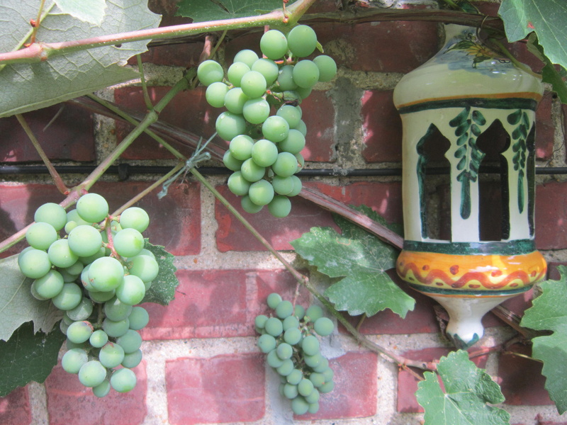 plant, leaf, fruit, healthy eating, creativity, nature, 4K, lantern, grapes, day, religion, plant part, outdoors, food and drink, multi colored, architecture