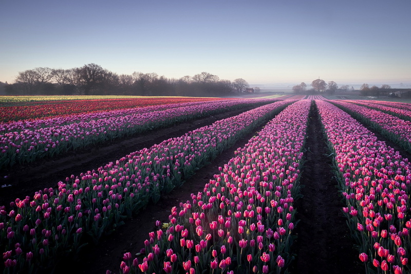 land, flowers, tulip, nature, abundance, purple, flowering plant, flower, outdoors, plant, growth, flower head, agriculture, 1080P, springtime, no people