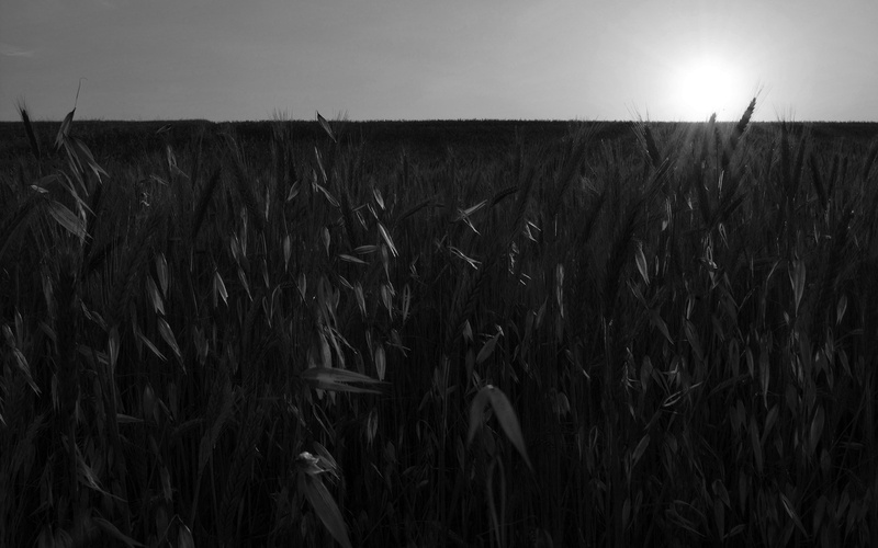 wheat, agriculture, plant, plantation, no people, crop, Sun, beauty in nature, land, monochrome, scenics - nature, farm, growth, sky, nature, rural scene
