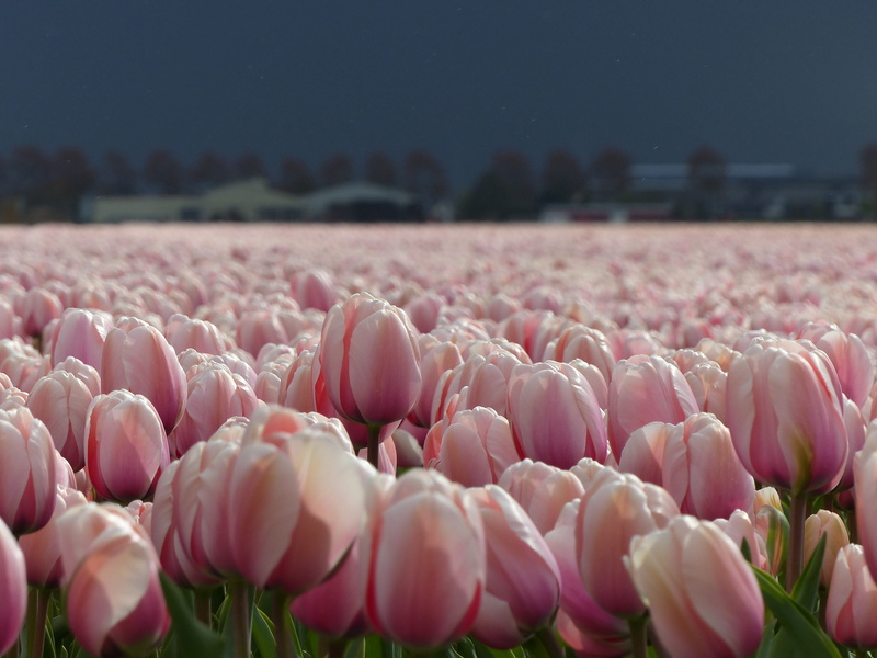 season, no People, abundance, day, petal, Flowers, pink Color, bulbs, rural Scene, Tulips, tranquility, land, vulnerability, flower, softness, pink, holland