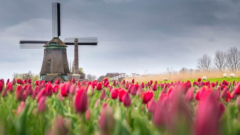 windmill, spring, flower, tulip, farm, holland, 1080P, tulip farm, idyllic, field, polder, netherlands, sky, tulip filed, tulips, plant, landscape