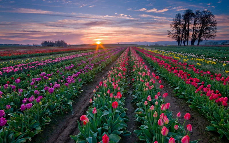 leaf, flowering plant, no People, flowers, in A Row, beauty, non-Urban Scene, flowerbed, sunlight, landscape, landscaped, outdoors, evening, sun, flower Head