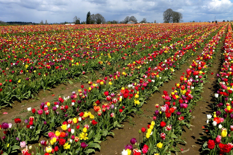 beauty In Nature, agriculture, flower Head, scenics - nature, vibrant Color, environment, growth, rural Scene, summer, flowerbed, color Image, nature, assorted