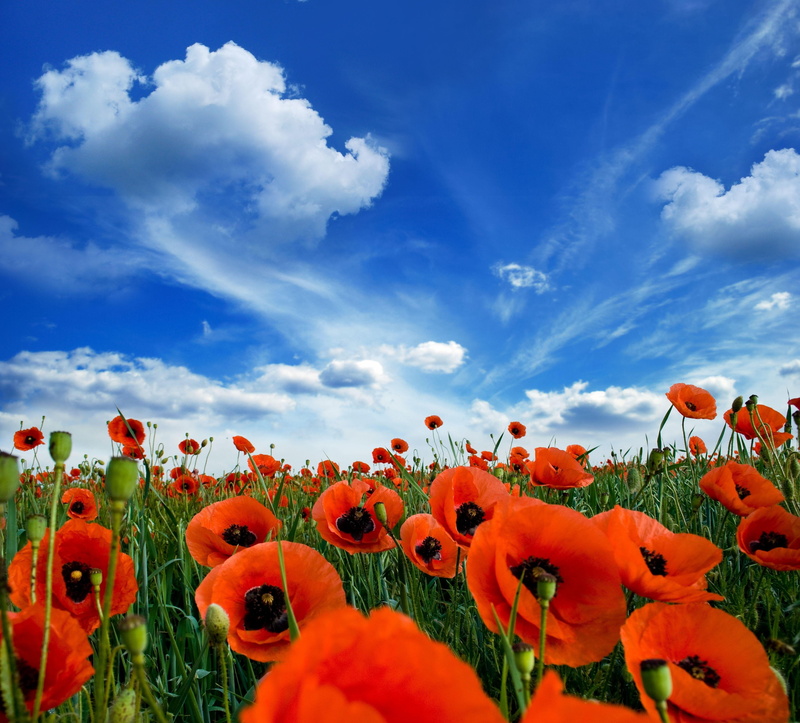 meadow, inflorescence, growth, greens, leaf, sun, close-up, no People, color Image, flowerbed, poppy, common, scenics, beauty In Nature, outdoors, bright