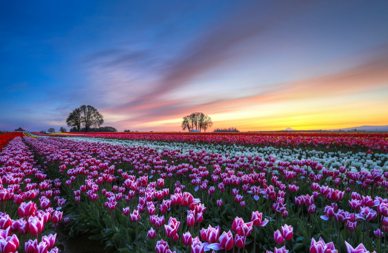 scenics, sunlight, tulips, environment, cloud - Sky, scenics - nature, europe, tranquility, pink, colorful, rural Scene, no People, landscaped, sky, 1080P