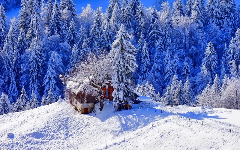 House, Trees, Footpath, green, Thick, pine, 1080P, Snow, Winter