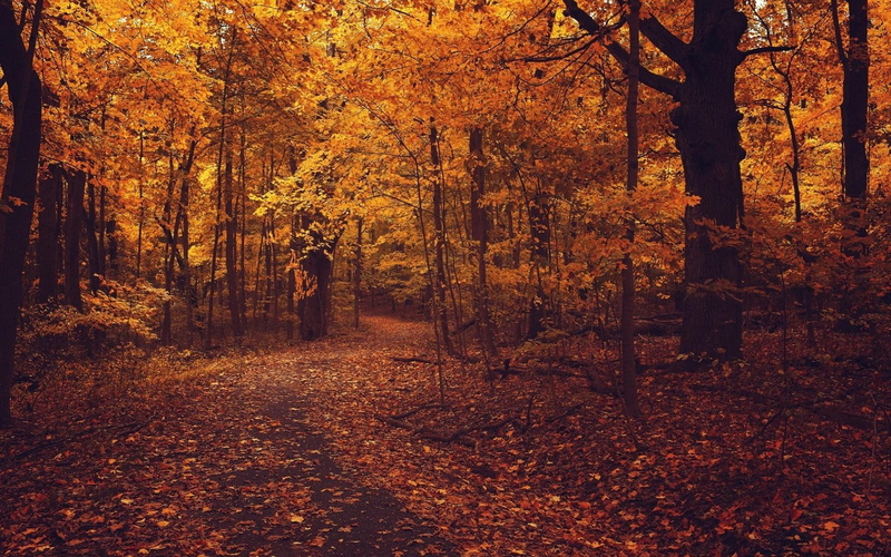 road, 1080P, foliage, trees, forest, autumn, nature
