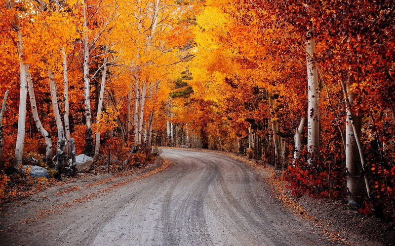 Autumn, Birch, Red, Road, Leaves, 1080P