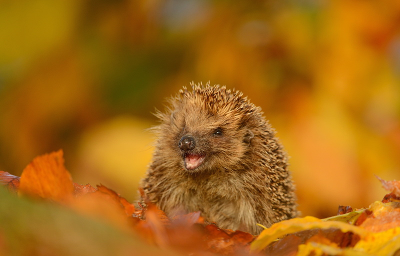 cute, eating, porcupine, animal, young Animal, fur, wildlife, vertebrate, selective focus, funny, brown, one Animal, animal wildlife, animals In The Wild