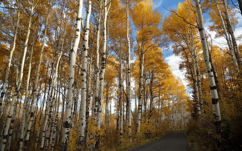 Birch, Autumn, trees, 1080P, Road, yellow