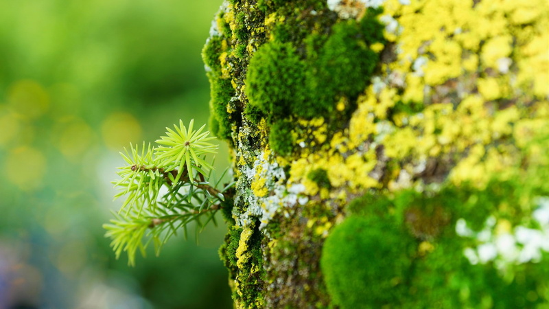 leaves, foliage, nature, moss, 1080P