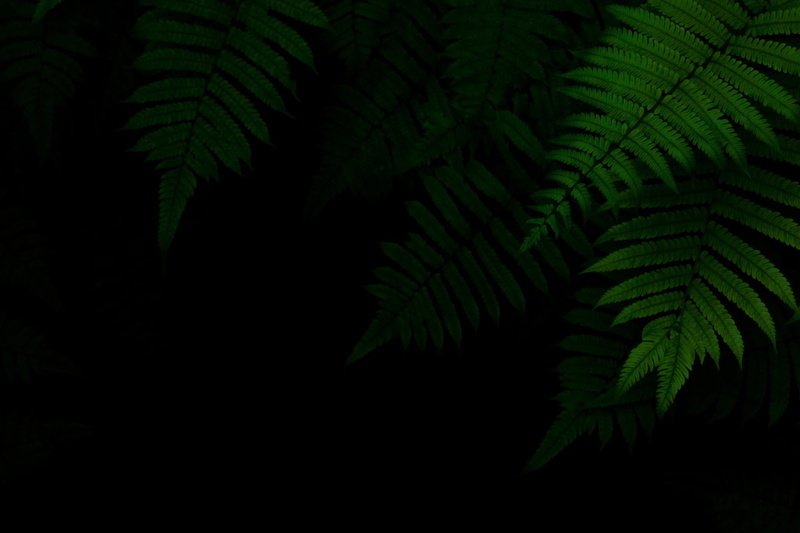 green, foliage, 1080P, black background, the dark background