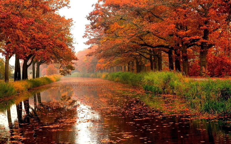 lake, tree, plant, autumn collection, day, scenics - nature, River, outdoors, growth, nature, treelined, idyllic, change, orange color, no people, tranquil scene