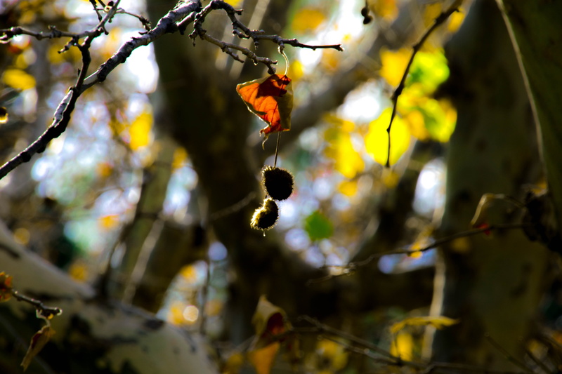 ripe, 5K, change, leaf, seeds, macro, foliage, focus on foreground, forest, leaves, nature, fruit, plant, hanging, day, autumn, tree, no people, beauty in nature