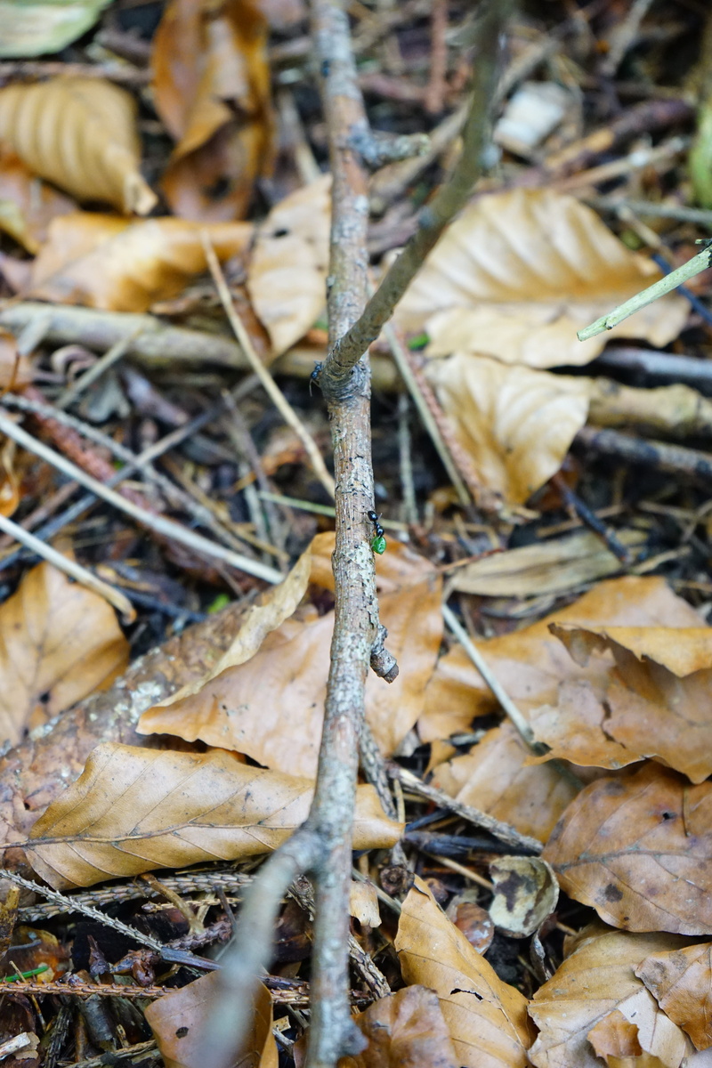 land, garden ant, tiny, dead wood, nature, winter, selective focus, small, leaves, lasius, plant part, outdoors, dead plant, 5K, pest ant, dried, ant street
