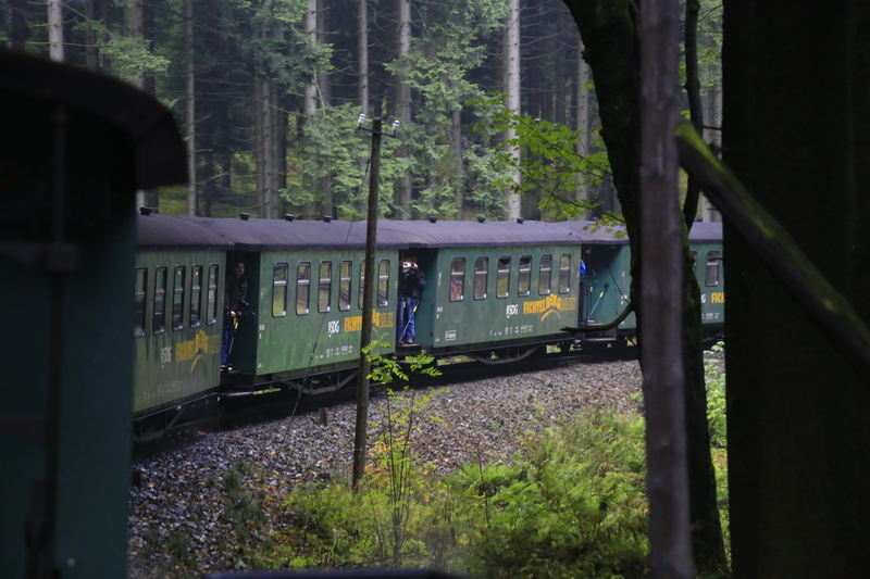 trunk, public transportation, plant, railway, woodland, track, forest, Narrow Gauge Railway, land vehicle, railroad track, land, 5K, day, Railway Wagons
