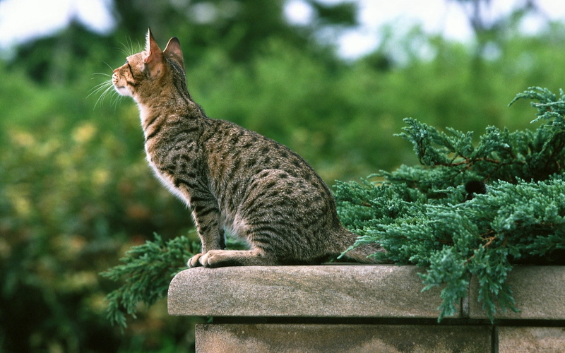pose, plants, animals, wall, cats, nature, 1080P, architecture, Balcon, photography