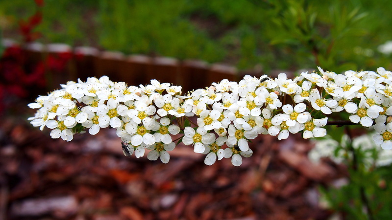 close-up, season, summer, bunch of flowers, focus on foreground, plant, lantana, freshness, flower Head, spring, nature, clustered, fragility, small flowers