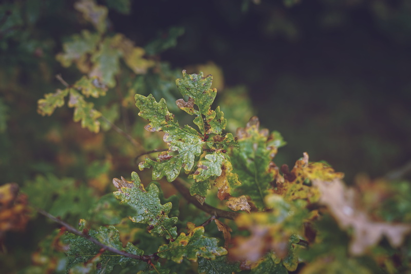 green color, nature, old leaf, tranquility, field, blur, forest, land, focus on foreground, macro, freshness, wood, oak, growth, plant part, beauty in nature