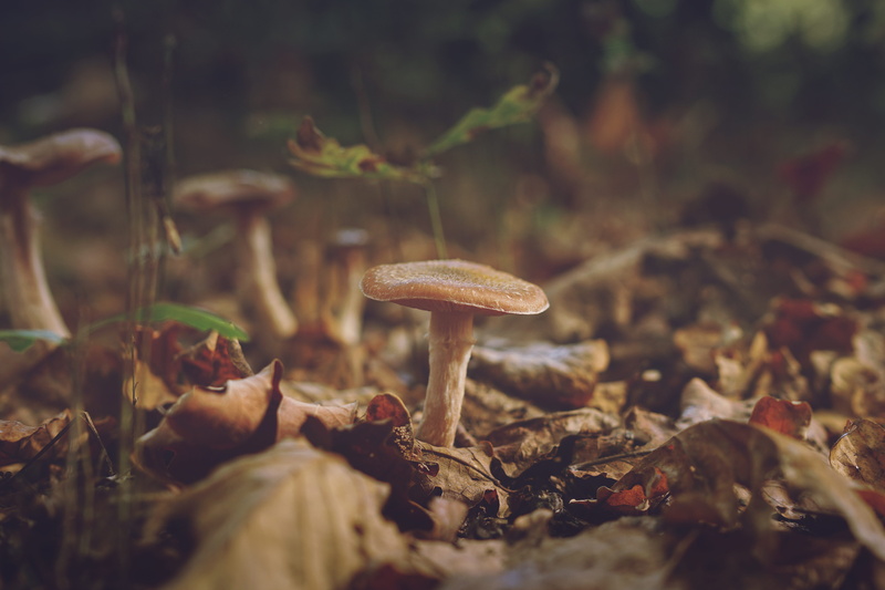 beauty in nature, blur, dead leaves, field, france, no people, oak, ground, flower, autumn, close-up, food, plant part, surface level, dinan, vulnerability