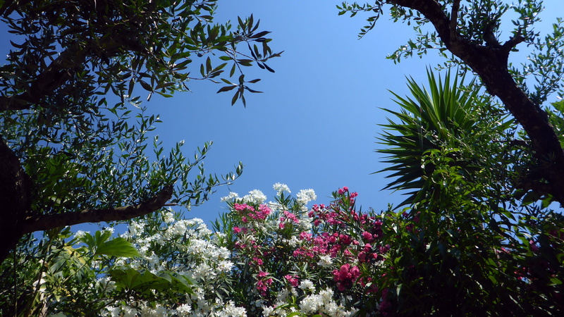 freshness, tranquility, blue sky, green plant, bloom, tree, corfu, leaf, greece, outdoors, blue, clear sky, plant, nature, low angle view, flowering plant