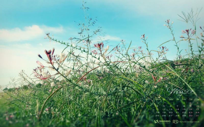 2K, plant, nature, overlay, tranquility, beauty in nature, land, cloud - sky, flowers, field, red, day, calendar, may, outdoors, wild, growth, sky, selective focus