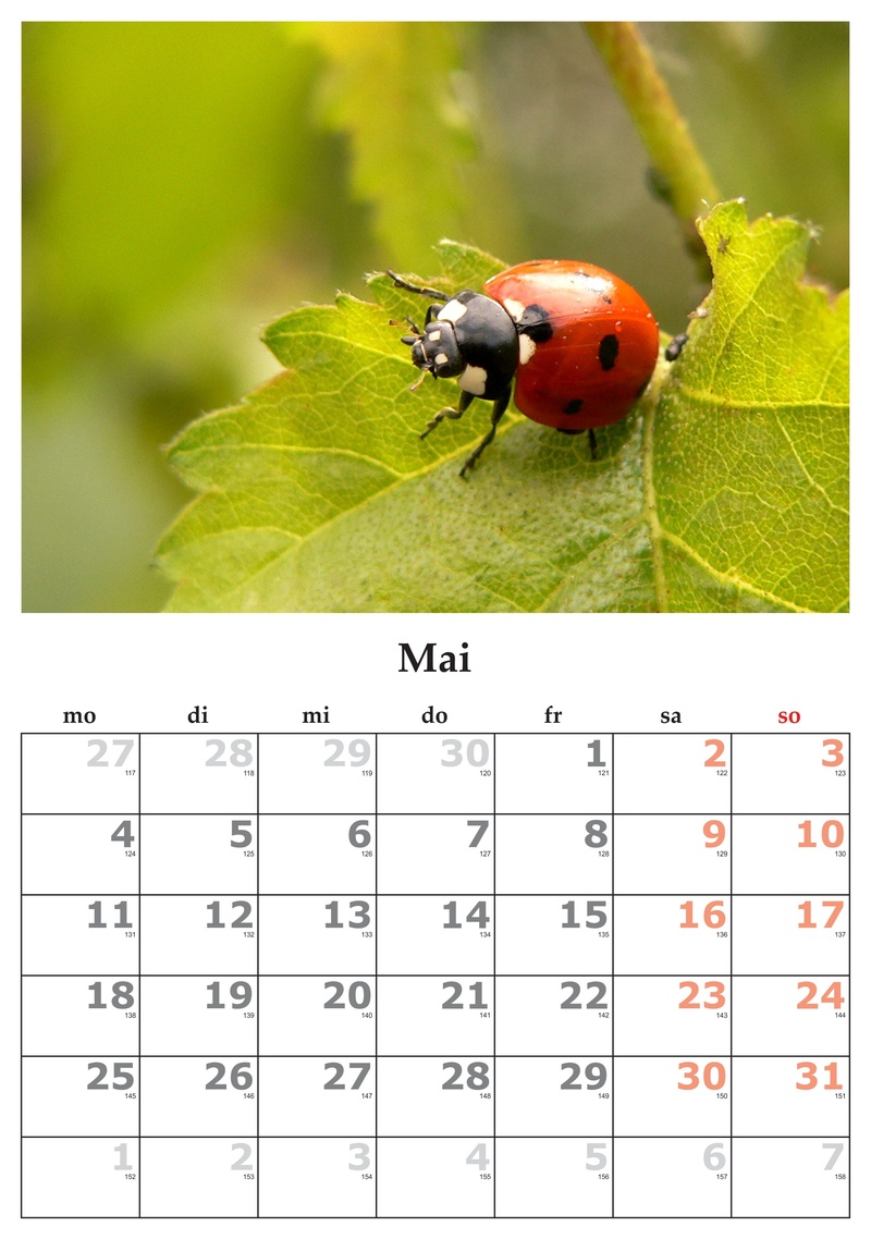 green color, black, animal, may 2015, ladybug, leaf, animals in the wild, close-up, nature, 2K, animal themes, transfer print, insect, animal wildlife