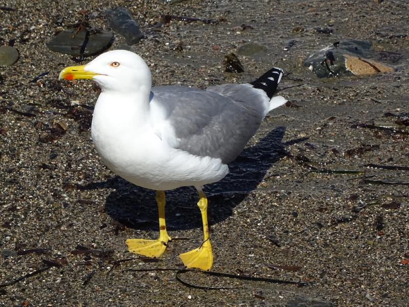 day, body of water, poultry, land, animals in the wild, seagull, animal wildlife, perching, side view, animalia, bird, duck, nature, birds, outdoors, animal
