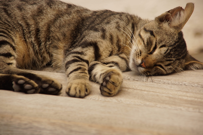 spain, no people, sleeping, bench, tabby, eyes closed, mammal, resting, animal themes, cat, cadaqués, sleep, feline, one animal, lying down, close-up, napping