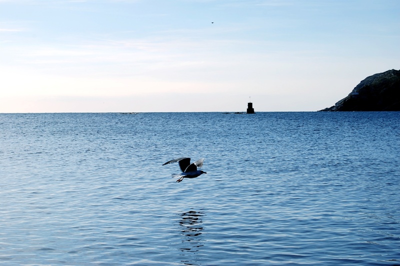 background, fly, ave, catalonia, sea, calm, peace, outdoors, costa brava, zen, stillness, waterfront, landscape, animals in the wild, cadaqués, vertebrate