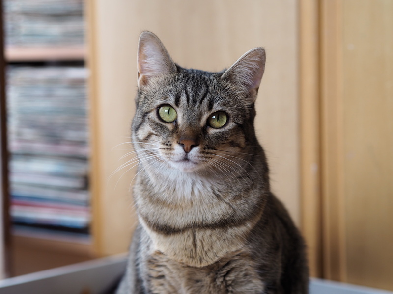 close-up, no people, feline, love, one animal, tabby, sitting, domestic animals, domestic, spain, animal eye, indoors, cat, portrait, vertebrate, mammal