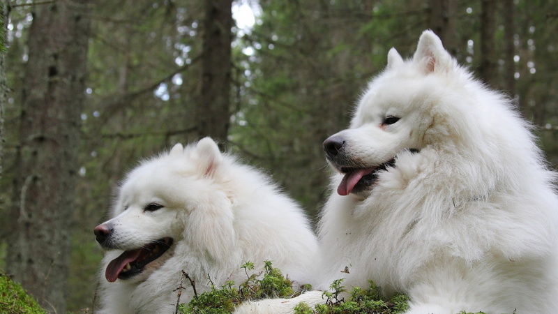 blancos, perros, 2K, animales, samoyedo