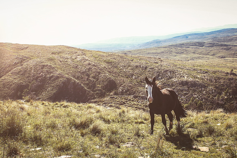 mpuntains, argentina, plant, outdoors, 1080P, landscape, domestic, horse, one animal, animal wildlife, animal, wild, pets, vertebrate, nature, herbivorous