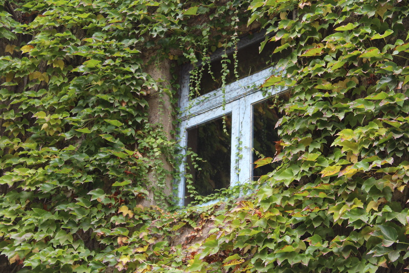 growth, green, no people, enredadera, tree, nature, barcelona, spain, bridge, day, connection, leaves, oculto, plant, window, hojas, 5K, leaf, wall, creeper plant