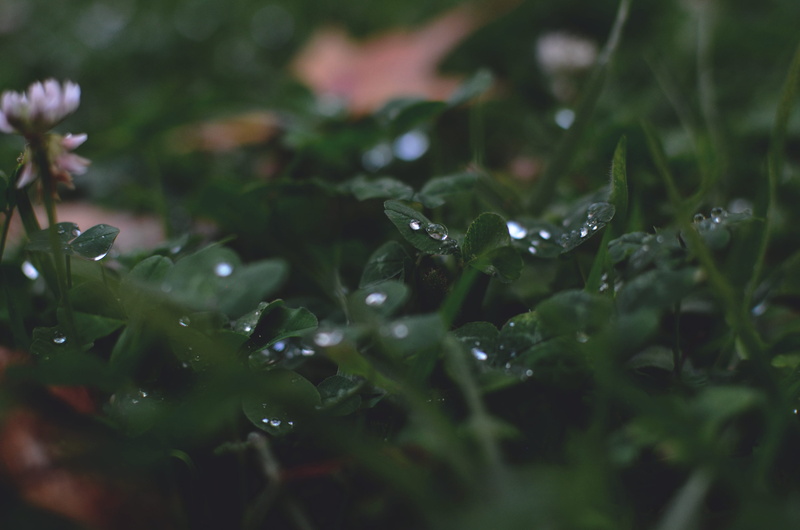 pueblo nuevo, morning, purity, day, macro, raindrop, blade of grass, linda vista university, rain, growth, leaf, nature, selective focus, rib, water, plant