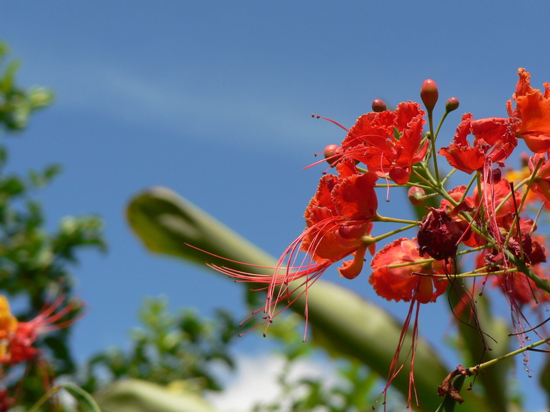fragility, nature, colombia, low angle view, outdoors, 2K, day, red, beauty in nature, flor, flower head, plant, flower, vulnerability, naturaleza, focus on foreground