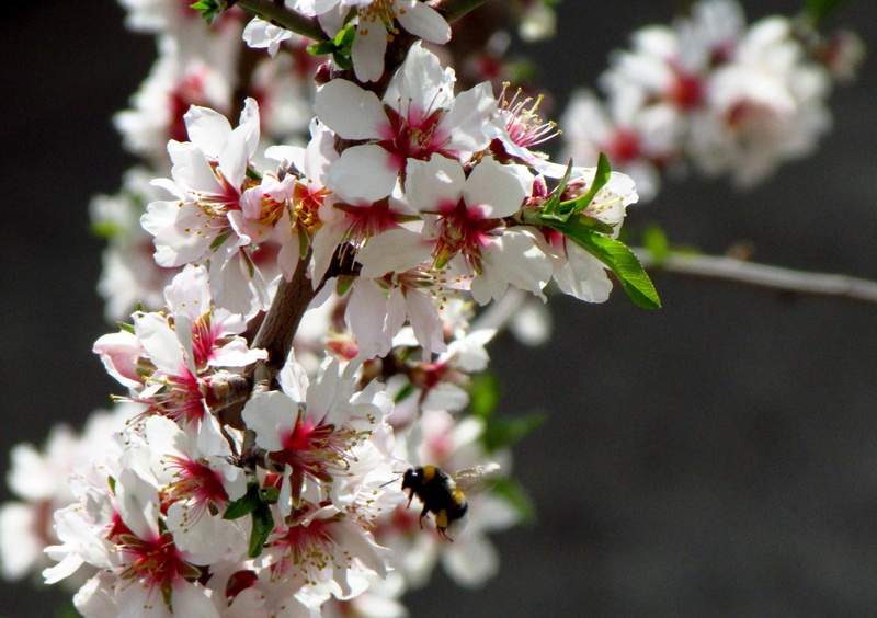 flowering plant, fly, petal, blossom, pollen, growth, bunch of flowers, focus on foreground, springtime, branch, white color, Spring, gravity, Bee, Plant