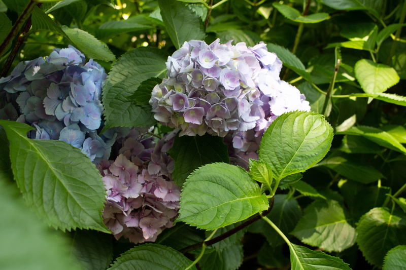 close-up, flower head, flower, green, plant part, asturias, plant, nature, petal, day, bunch of flowers, leaf, fragility, hydrangea, green color, spain