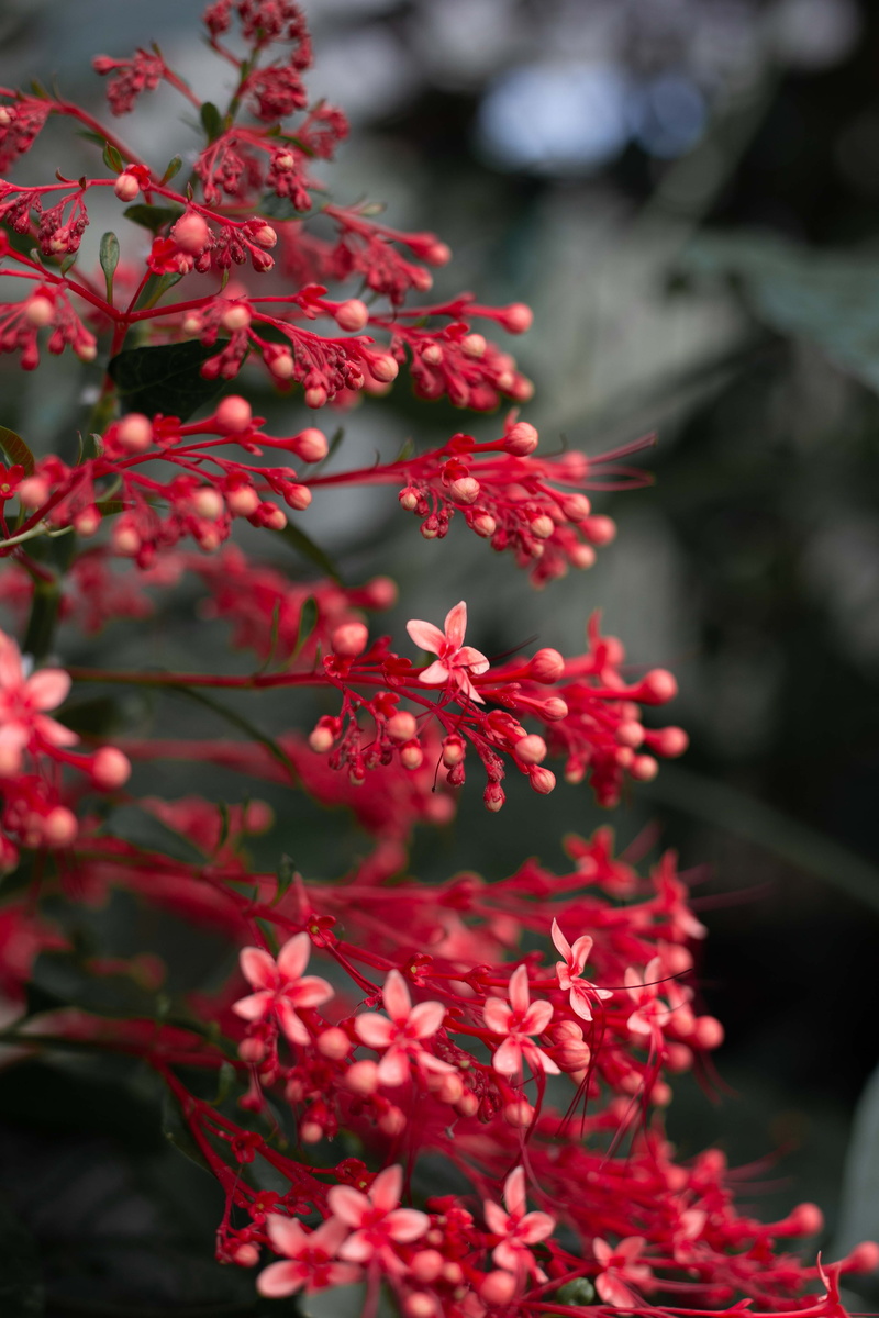 outdoors, plant, south florida, selective focus, petal, no people, flowering plant, close-up, flower head, shrub, beauty in nature, nature, fragility, growth