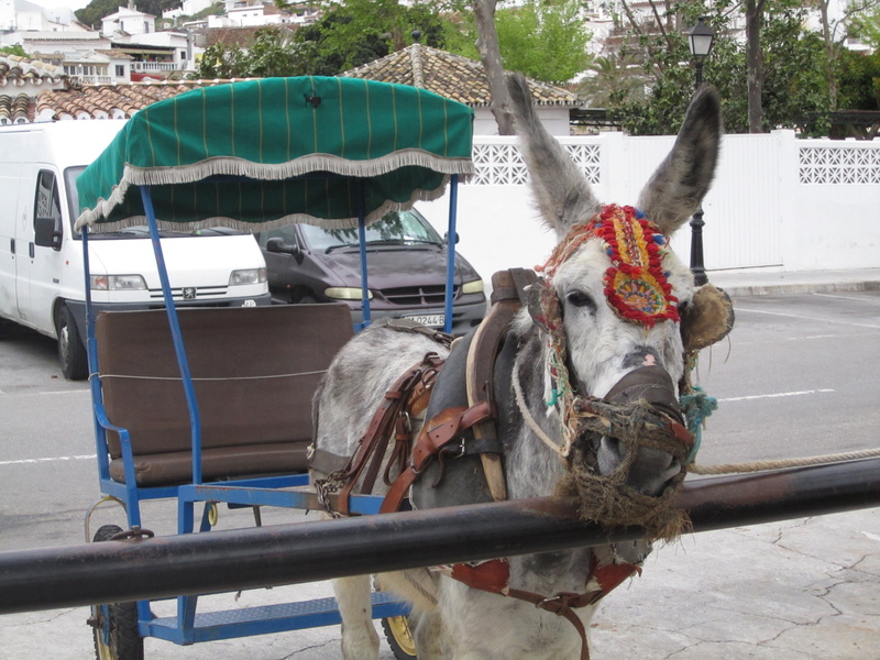 domestic, no people, mijas, horse, mammal, carriage, cart, working animal, city, spain, vertebrate, cultures, street, transportation, animal, domestic animals