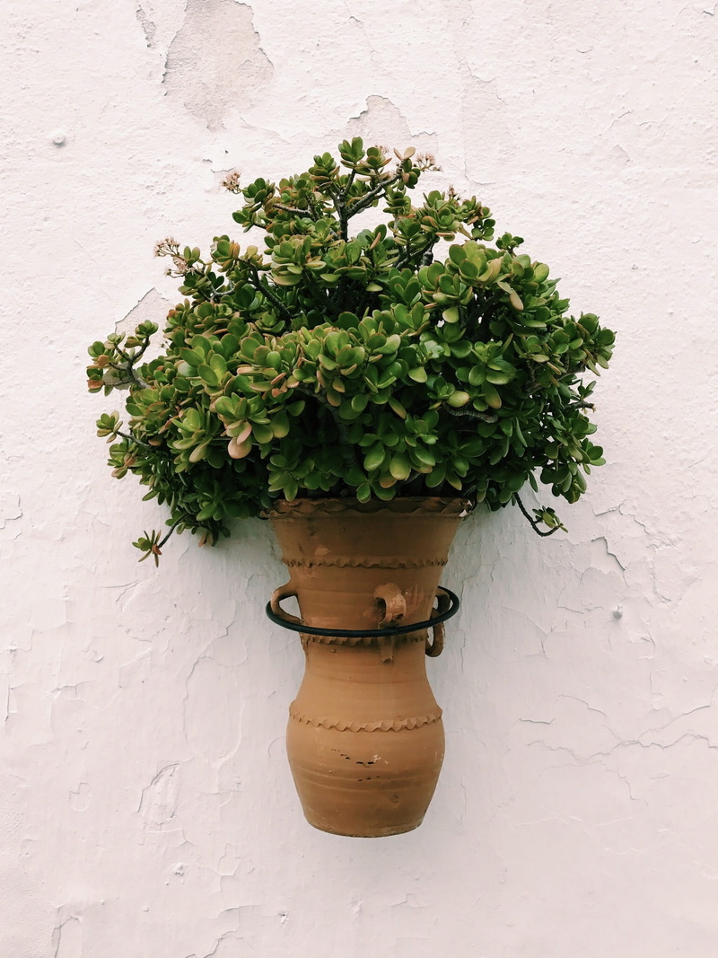 day, potted plant, nature, tree, 1080P, plant part, peaceful, beauty in nature, españa, wall, close-up, built structure, trees, architecture, green color
