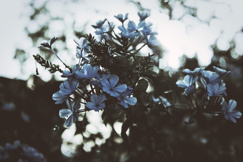 beauty in nature, petal, vulnerability, bunch of flowers, selective focus, flower head, outdoors, plant, flowers, cherry blossom, day, flower, mijas, close-up