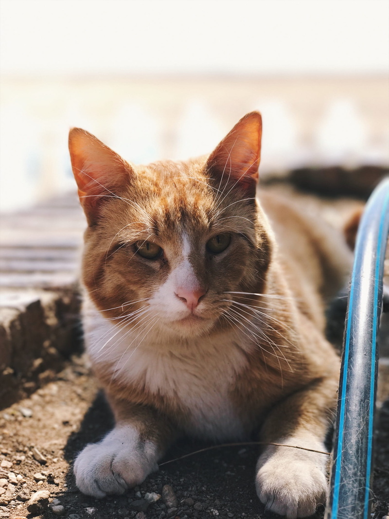 close-up, mijas, focus on foreground, nature, whisker, looking at camera, domestic, 1080P, no people, pets, one animal, vertebrate, domestic animals, cat
