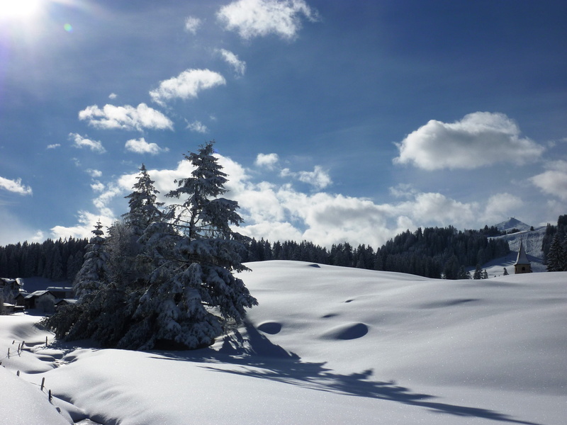 Cold, plant, winter cold, covering, tranquility, tree, scenics - nature, coniferous tree, powder snow, cold temperature, Snow, nature, white color, mountain
