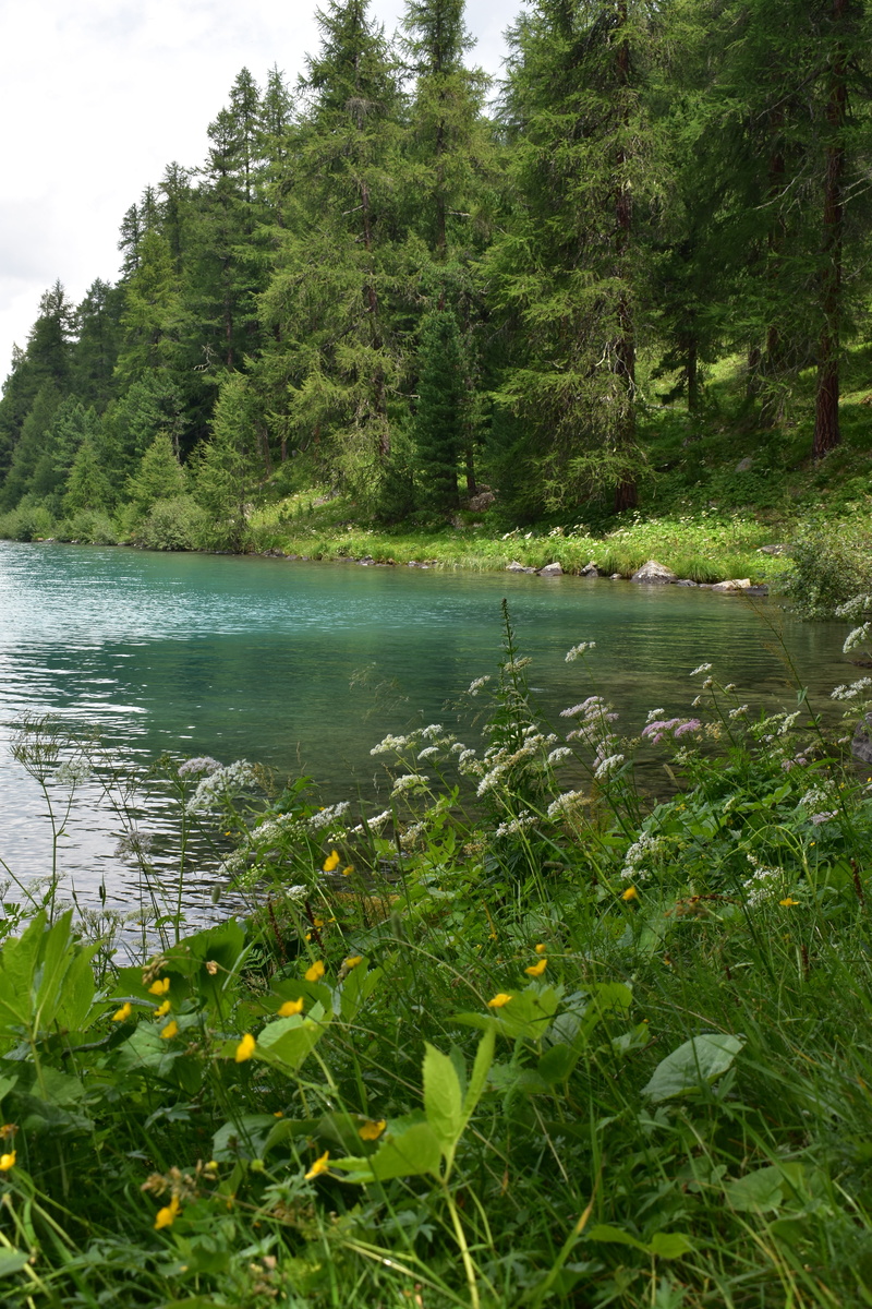atmospheric, foliage, idyllic, natural water, outdoors, tranquil scene, lake, nature, growth, land, no people, silvaplana, 5K, day, water, non-urban scene
