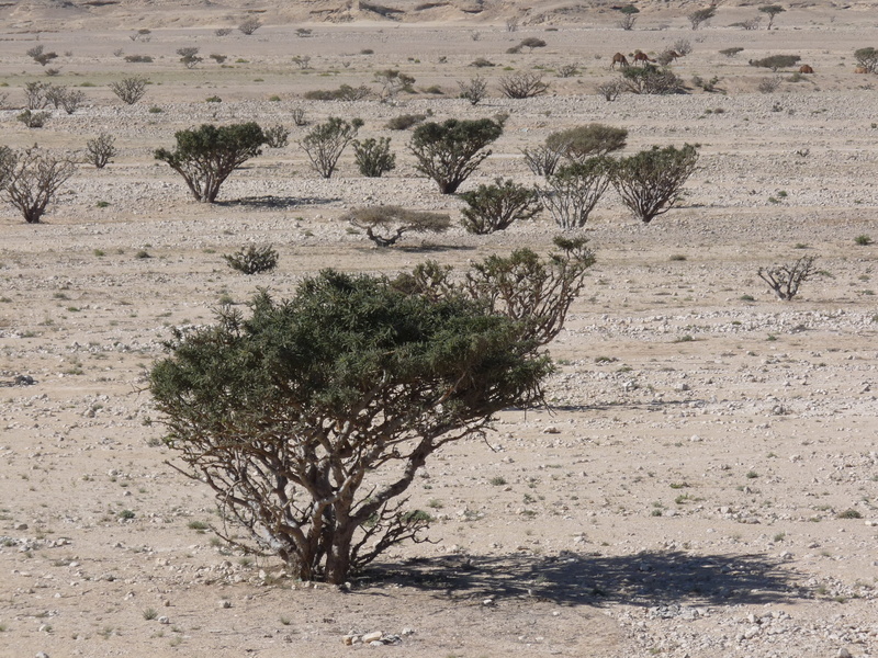 desert, tree, climate, 2K, day, land, arid climate, Dry, semi-arid, pebble, growth, Sand, sunlight, beauty in nature, no people, nature, sand, scree, salalah