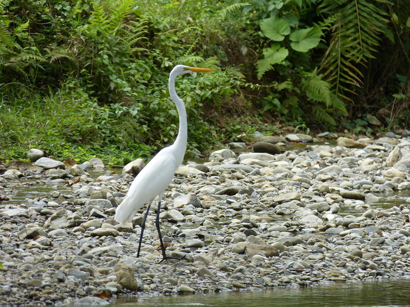 central america, Bird, animal, costa rica, heron Family, solid, rainforest, 4K, no people, crane - bird, animals And Pets, animals In The Wild, egret