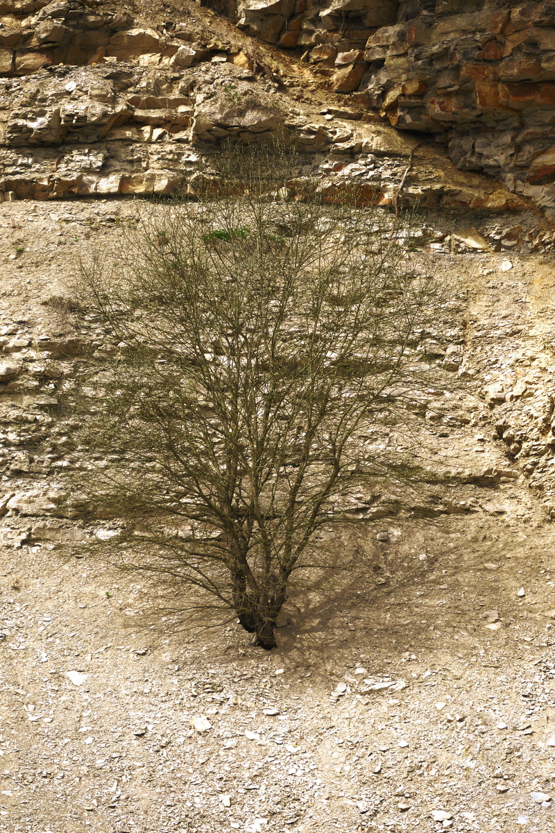form, sunlight, high angle view, detail, decay, nature reserve, field, erosion, day, land, no people, spall, stone, weathered, tranquil scene, rock, arid climate